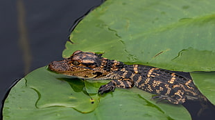 alligator on lily leaf HD wallpaper