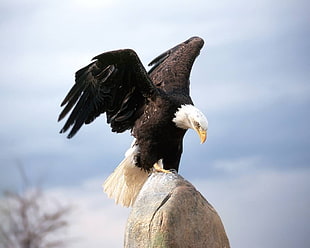 Bald eagle, eagle, birds, animals