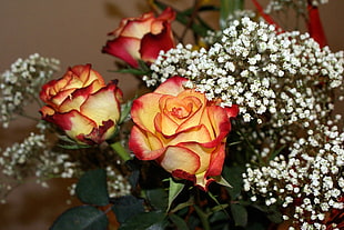 three red-and-yellow roses HD wallpaper