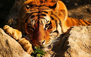 close-up photography of Tiger HD wallpaper