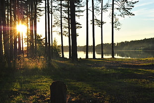 green leafed trees and body of water, forest