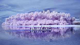 white and purple island, pink, island, Pacific Ocean, palm trees