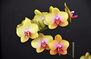 shallow focus of yellow orchids HD wallpaper