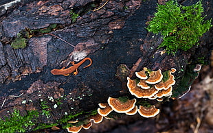 brown lizard on tree trunk with shrooms HD wallpaper
