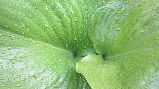 green leaf, nature, macro, photography, water drops HD wallpaper