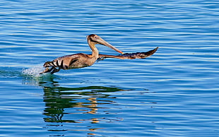 brown Pelican on body of water during daytie HD wallpaper