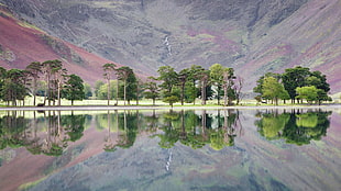 green leafed trees painting, lake, reflection