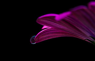 closeup photography of pink daisy with dewdrop HD wallpaper