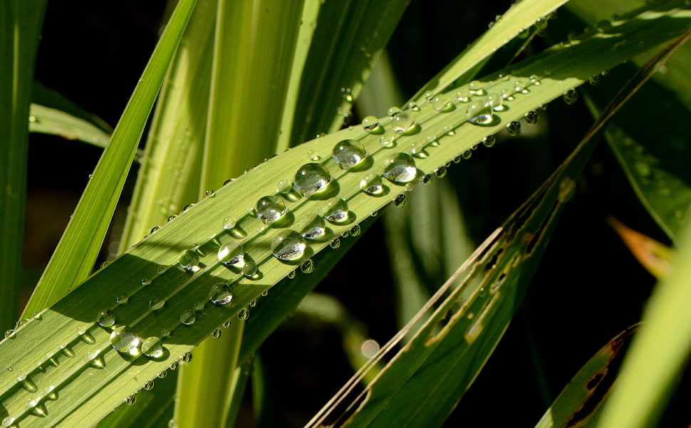 closeup photography of water droplet on green leaf plant HD wallpaper