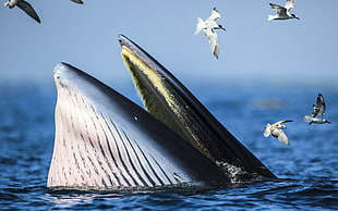 gray whale and flock of birds, whale, sea, birds, animals