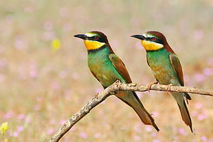 macro shot of two birds on tree branch