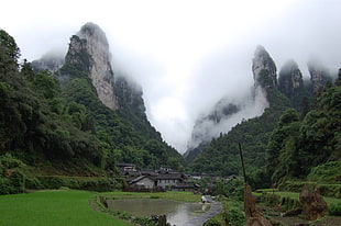 green leafed plants and green trees, trees, mountains