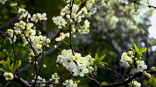 shallow focus photography of white flowers in tree HD wallpaper