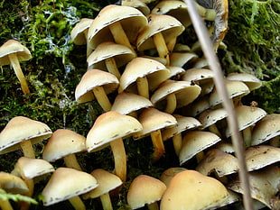 mushroom on green plant HD wallpaper