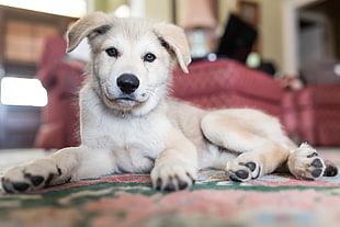 short coated beige puppy