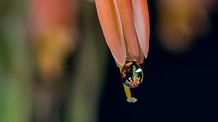 time lapse photography of water dew on peach Tulip flower