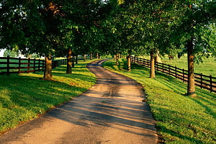 pathway in between trees and fences HD wallpaper