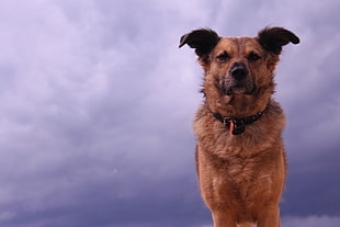 medium short-coated brown and black dog