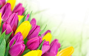 purple and yellow flower buds, tulips, flowers, bouquets HD wallpaper