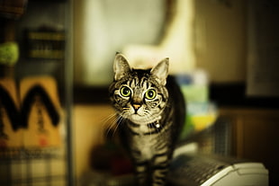 tilt shift shot of gray tabby cat