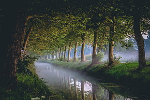 green leaf trees, trees