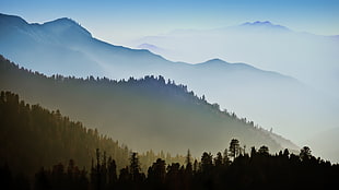 white snowy mountain and forest