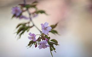 pink flowers in macro shot photography