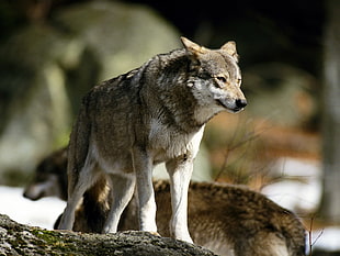 closeup photo of gray and white wolf