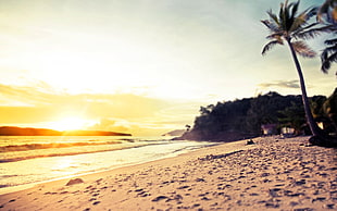 beach during sunset