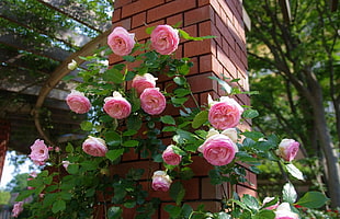 pink petaled flowers