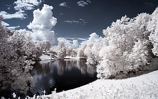 white leaf trees, nature, winter, snow, trees