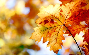 closeup photography of withered leaves HD wallpaper