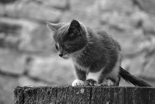 gray scale photo of black and white cat on brown wood HD wallpaper