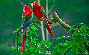 two red-green-and-blue birds, parrot, macaws, birds, animals HD wallpaper