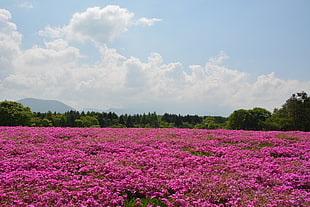 pink flower field HD wallpaper