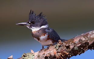 macro photography of gray and white belted kingfisher bird on tree branch HD wallpaper