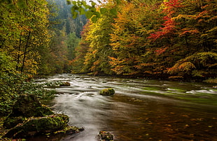 river surrounded by green and red leaf trees HD wallpaper
