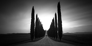 pine tree lot, monochrome, trees, path, landscape