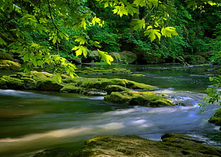 river surrounded with trees, lacamas creek HD wallpaper