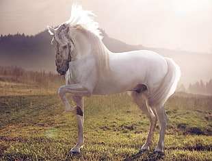 white horse standing on green lash field HD wallpaper
