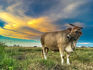 brown cattle on green grass during daytime, magong HD wallpaper