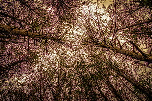 brown trees, Trees, View from below, Branches