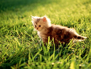 orange Persian kitten, kittens HD wallpaper