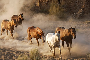 four brown horses with white horse