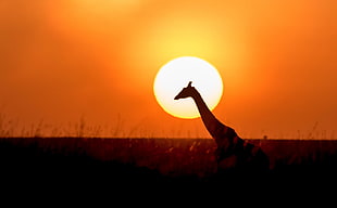 Giraffe during sunset surrounded on green grass field HD wallpaper