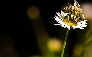 yellow bee on white flower HD wallpaper