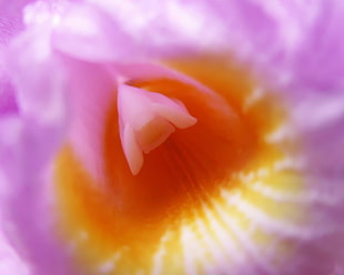 Macro photography of purple and yellow petaled flower, sobralia HD wallpaper