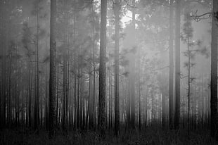 forest illustration, forest, mist, trees, grass