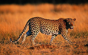 selective focus of Leopard