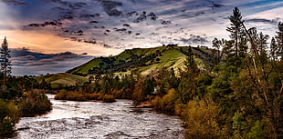 photo of river between of forest